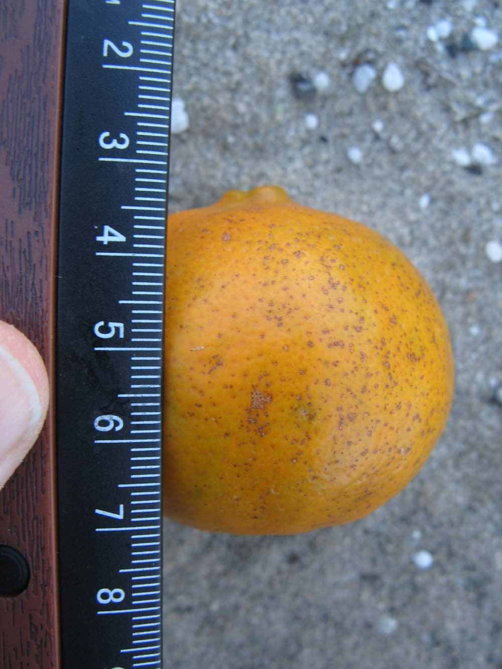              Fruit (Winter Haven, FL)       